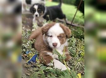 Eine zauberhafte Australian Shepherd Hündin sucht noch ihr Zuause!