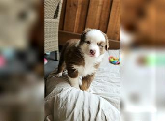 Eine zauberhafte Australian Shepherd Hündin sucht noch ihr Zuause!