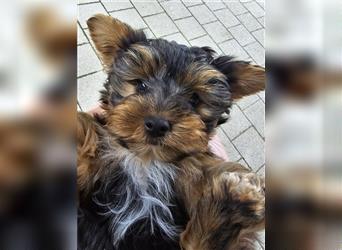 Reinrassige Yorkshire Terrier Welpen