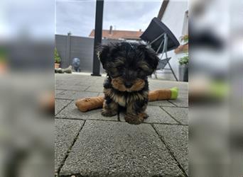 Reinrassige Yorkshire Terrier Welpen