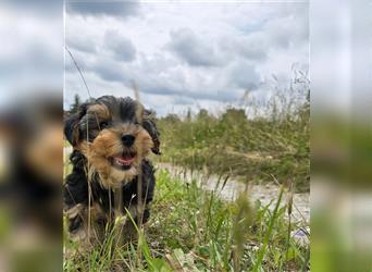 Reinrassige Yorkshire Terrier Welpen