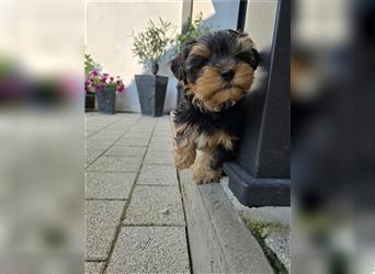 Reinrassige Yorkshire Terrier Welpen