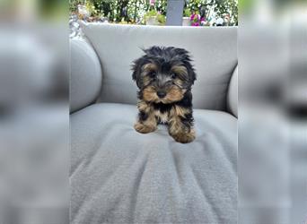 Reinrassige Yorkshire Terrier Welpen