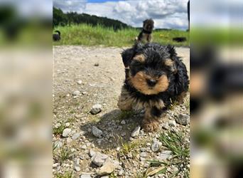 Reinrassige Yorkshire Terrier