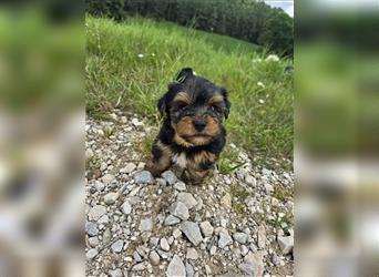 Reinrassige Yorkshire Terrier