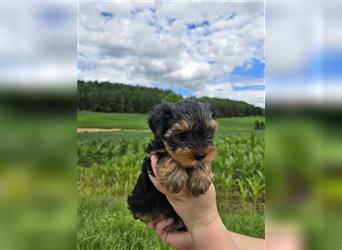 Reinrassige Yorkshire Terrier