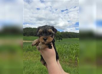 Reinrassige Yorkshire Terrier