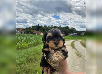 Reinrassige Yorkshire Terrier