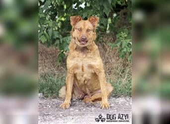 Dorothy - kastrierte Chesapeake Bay Retriever - Schäferhund - Mischlingshündin