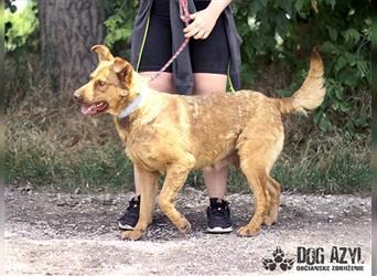 Dorothy - kastrierte Chesapeake Bay Retriever - Schäferhund - Mischlingshündin