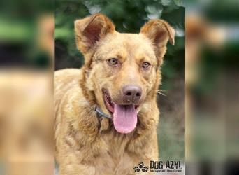 Dorothy - kastrierte Chesapeake Bay Retriever - Schäferhund - Mischlingshündin