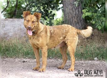 Dorothy - kastrierte Chesapeake Bay Retriever - Schäferhund - Mischlingshündin