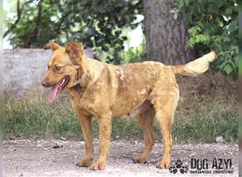 Dorothy - kastrierte Chesapeake Bay Retriever - Schäferhund - Mischlingshündin