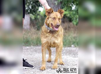 Dorothy - kastrierte Chesapeake Bay Retriever - Schäferhund - Mischlingshündin