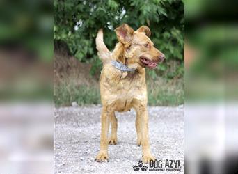 Dorothy - kastrierte Chesapeake Bay Retriever - Schäferhund - Mischlingshündin