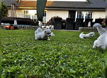 Malteser Hunde Welpen weiß, reinrassig in liebevolle Hände abzugeben