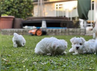 Malteser Hunde Welpen weiß, reinrassig in liebevolle Hände abzugeben