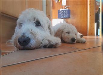 Goldendoodle Welpen