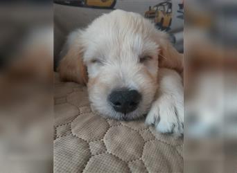 Goldendoodle Welpen