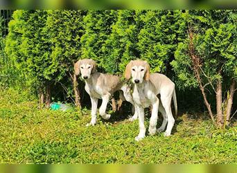 2 Saluki Welpen Rüden