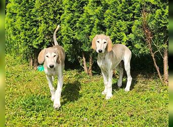 2 Saluki Welpen Rüden