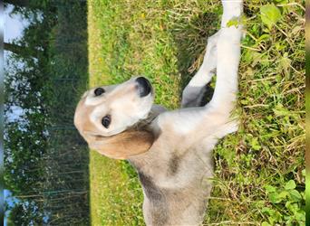 2 Saluki Welpen Rüden