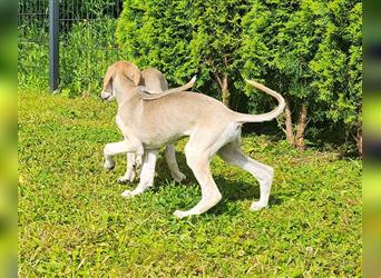 2 Saluki Welpen Rüden