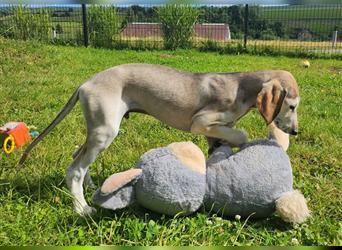 2 Saluki Welpen Rüden