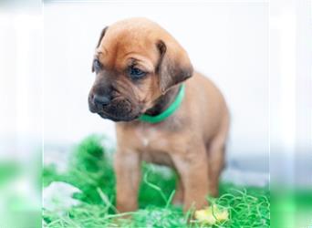 Rhodesian Ridgeback Welpen