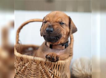 Rhodesian Ridgeback Welpen