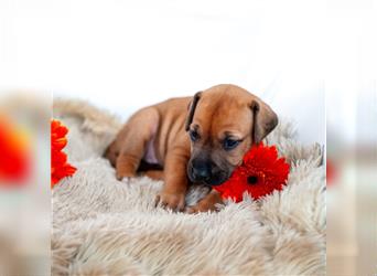 Rhodesian Ridgeback Welpen