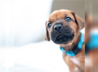 Rhodesian Ridgeback Welpen