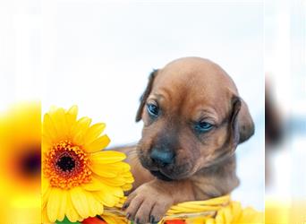 Rhodesian Ridgeback Welpen