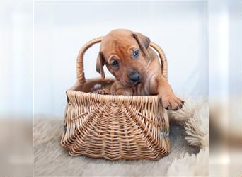 Rhodesian Ridgeback Welpen