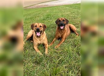 Rhodesian Ridgeback Welpen