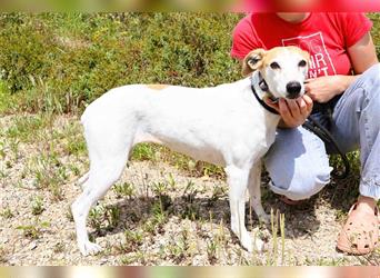 Baga, Whippet-Mix , lieb und verträglich