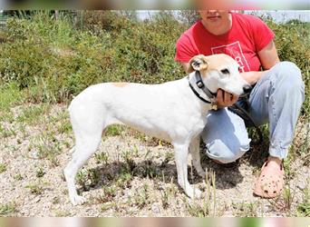 Baga, Whippet-Mix , lieb und verträglich