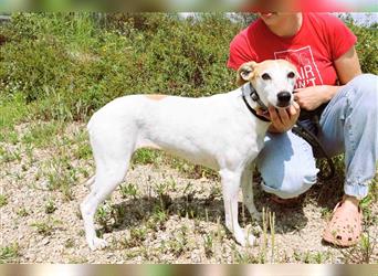 Baga, Whippet-Mix , lieb und verträglich