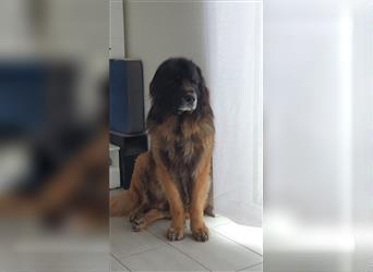 Leonberger- Deckrüde