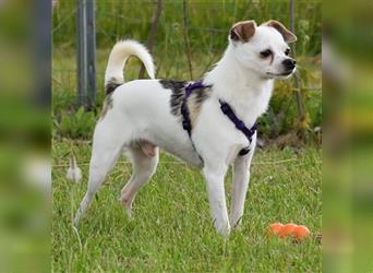 "Amy" (weiblich) und "Sky" (männlich, kastriert), Chihuahuamix, geb. 09.11.20, 30 cm