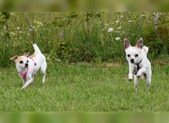 "Amy" (weiblich) und "Sky" (männlich, kastriert), Chihuahuamix, geb. 09.11.20, 30 cm