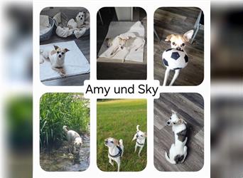 "Amy" (weiblich) und "Sky" (männlich, kastriert), Chihuahuamix, geb. 09.11.20, 30 cm