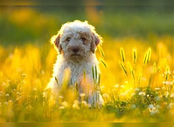 Lagotto Romagnolo Welpe, Allergikerhund, Rüde, 3 Monate alt