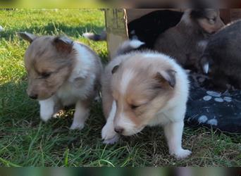 Sheltie Welpen in verschieden Farben, Rüde+Hündin