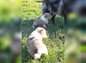 Sheltie Welpen in verschieden Farben, Rüde+Hündin