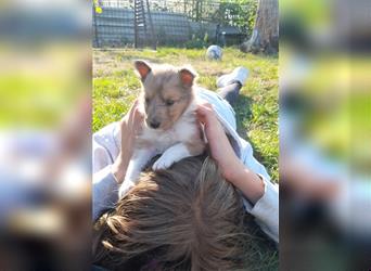 Sheltie Welpen in verschieden Farben, Rüde+Hündin