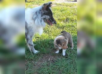 Sheltie Welpen in verschieden Farben, Rüde+Hündin