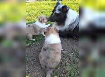 Sheltie Welpen in verschieden Farben, Rüde+Hündin