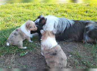 Sheltie Welpen in verschieden Farben, Rüde+Hündin