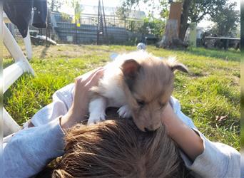 Sheltie Welpen in verschieden Farben, Rüde+Hündin